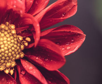 Close-up of wet red rose flower