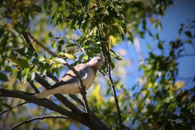 Low angle view of bird perching on tree