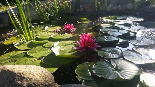 Pink lotus water lily in lake