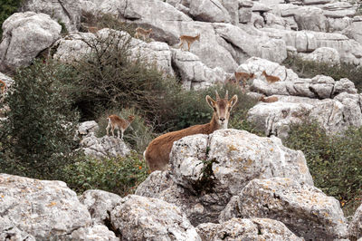 View of animal on rock
