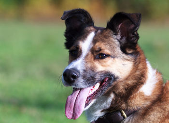 Close-up portrait of dog