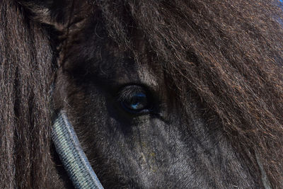 Extreme close up of horse eye