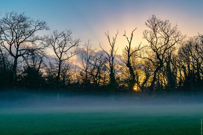 Silhouette bare trees on field during foggy weather