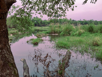 Scenic view of lake in forest against sky
