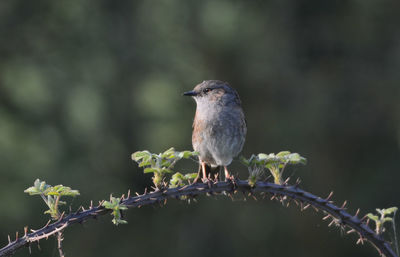 Close-up of bird perching on branch