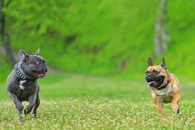 Side view of a dog on grassy landscape