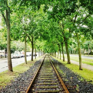 Narrow road along trees