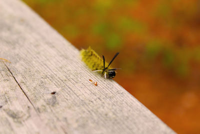 High angle view of insect on wooden table