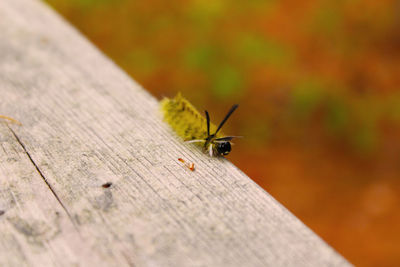 High angle view of insect on wood