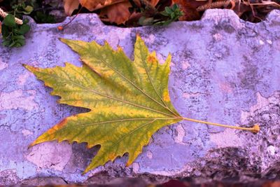 Close-up of maple leaf during autumn