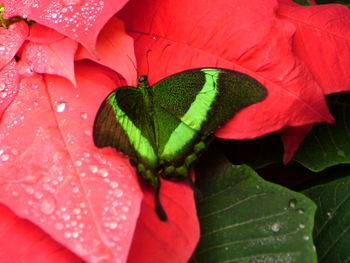 Close-up of butterfly on red leaf