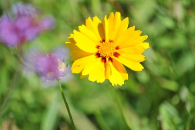 Close-up of yellow flowering plant on field