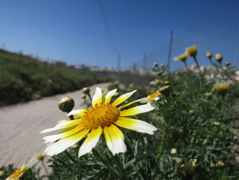 Close-up of daisy flowers blooming in field