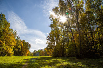 Sunny autumnal meadow and yellow forest on its edges