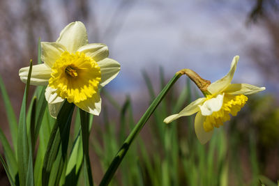 Close-up of yellow daffodil flowers