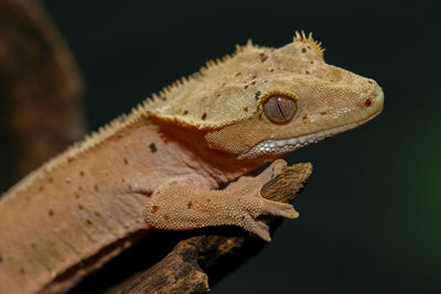 New caledonia crest gecko crowling on dry brown wood.