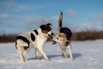 Dogs fighting on snow covered land