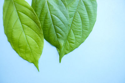 Close-up of leaf against white background