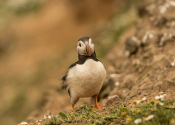 Close-up of bird perching on rock