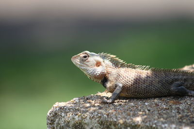 Close-up of lizard