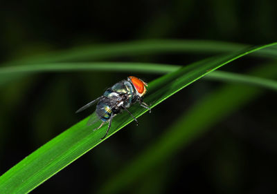 Close-up of insect on grass