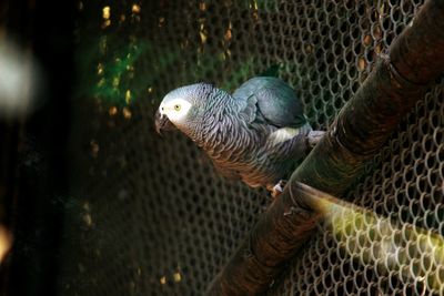 Close-up of parrot in cage at zoo