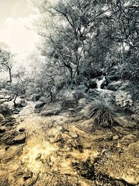 View of trees on snow covered land