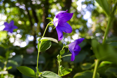 Close-up of purple flowering plant