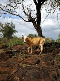 Cow standing on field against trees