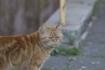 Close-up of a cat looking away