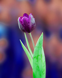 Close-up of purple flowering plant