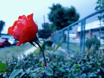 Close-up of red rose blooming against sky