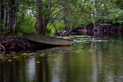 Boat on tree in forest