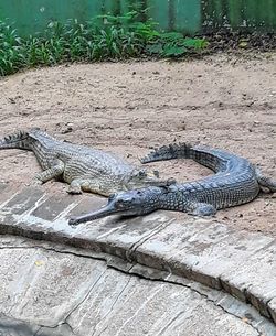 View of an animal on the ground