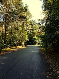 Empty road amidst trees in forest during autumn