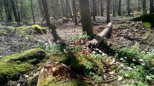 Trees growing in forest