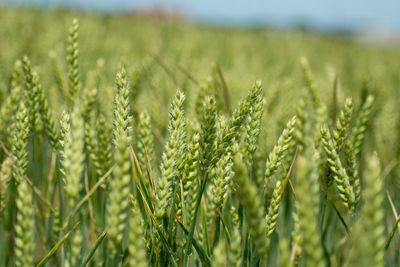 Close-up of stalks in field