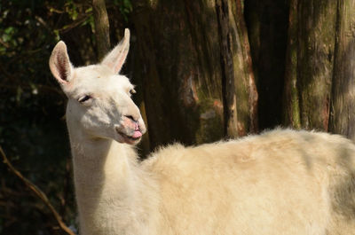 Close-up of a sheep