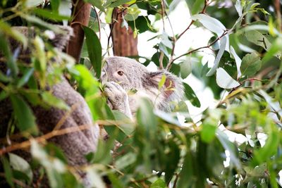 Koala hanging in a tree