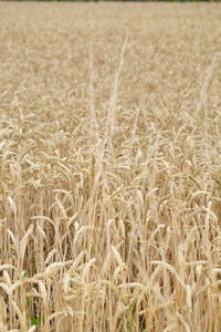 Full frame shot of wheat field