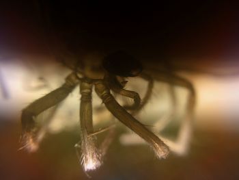 Close-up of plant against blurred background