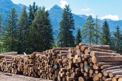 Stack of logs against trees