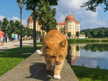 Cat looking away in city