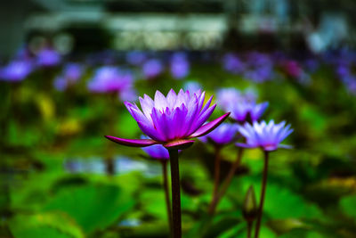 Close-up of purple water lily in lake