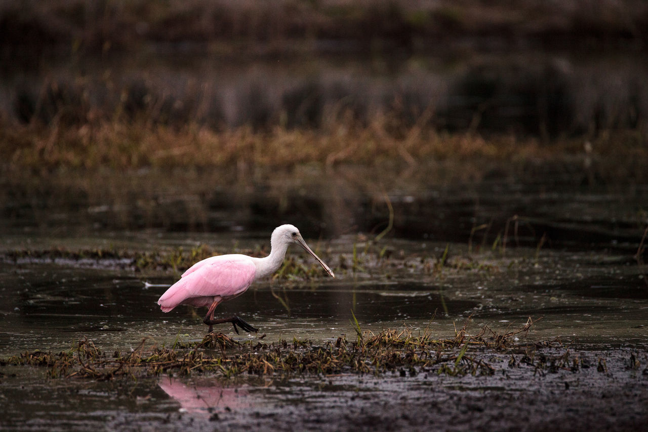 CLOSE-UP OF BIRD IN WATER