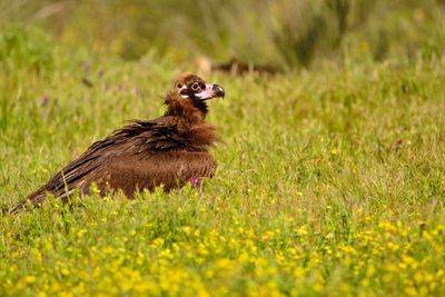 Side view of bird on grass