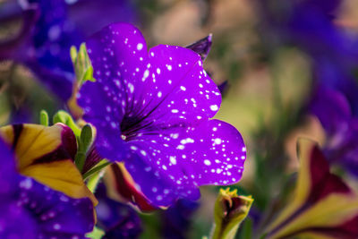 Close-up of purple flowering plant