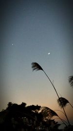 Low angle view of silhouette trees against sky