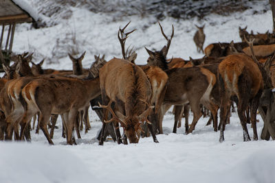 Deer on snow covered field