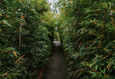 Footpath amidst trees in park